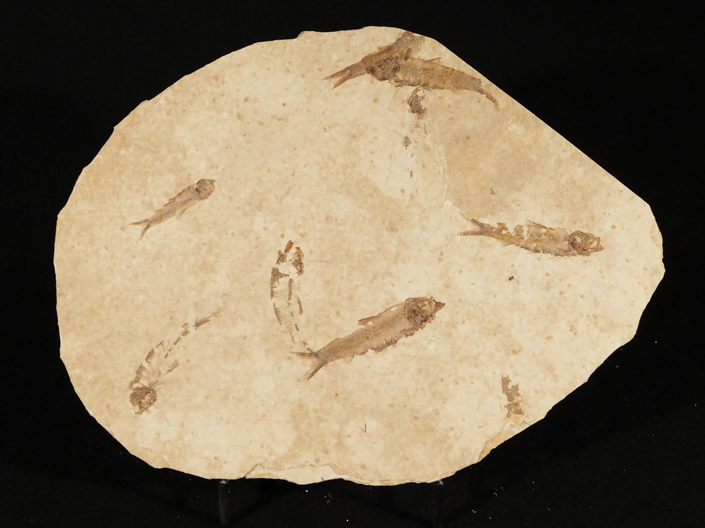 ロックアクアリウムセブン！5000万年前のナイティア魚の化石