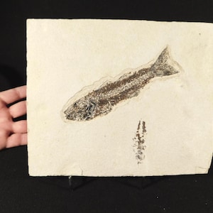 長い！100%天然、5000万年前のミオプロス魚化石、ワイオミング州産