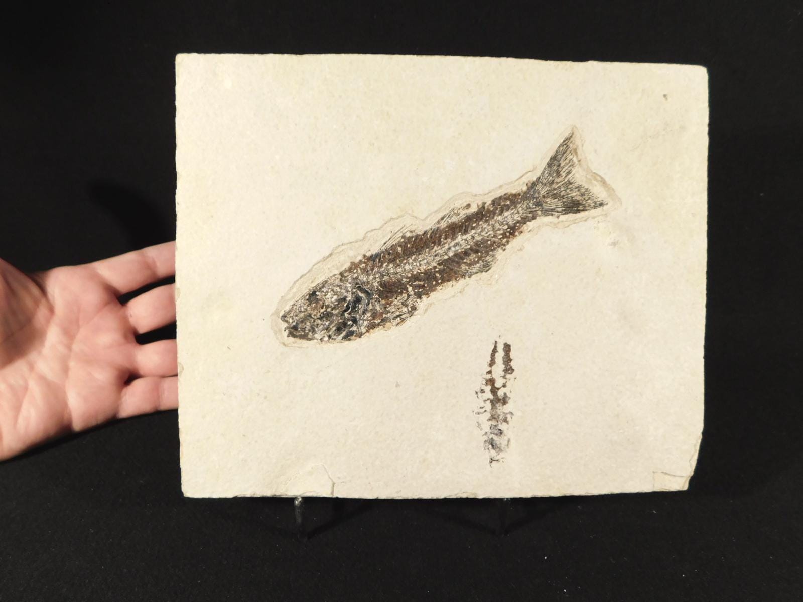長い！100%天然、5000万年前のミオプロス魚化石、ワイオミング州産