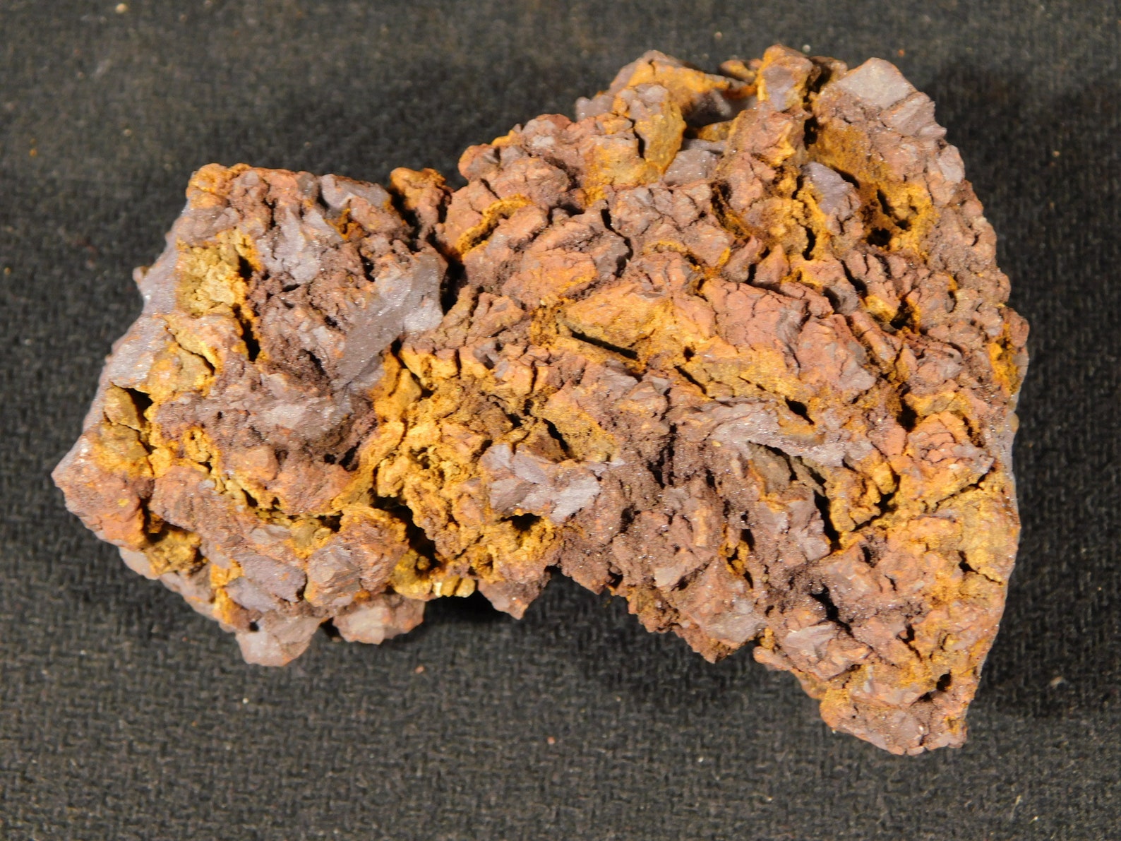 turtle coprolite