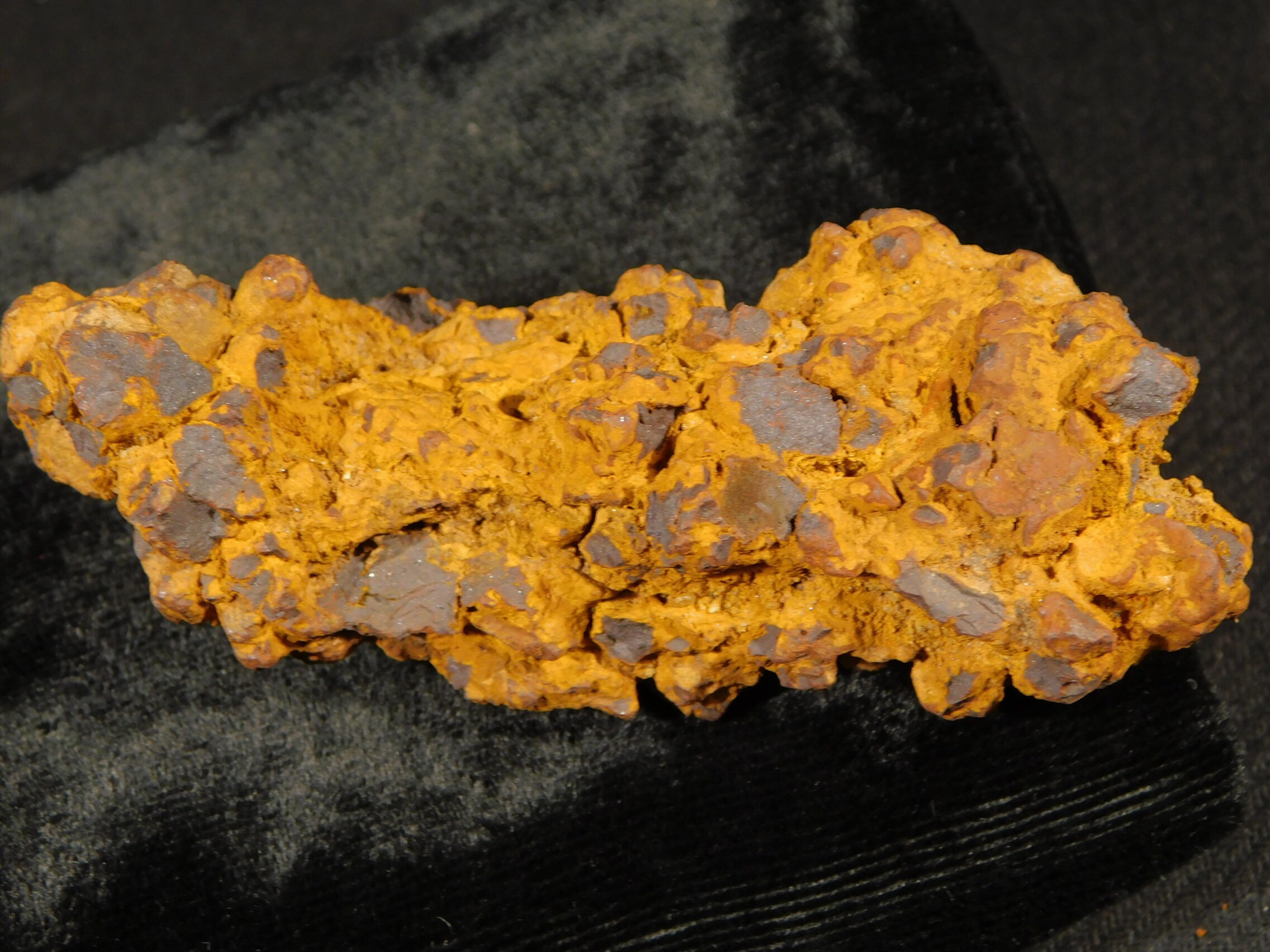 turtle coprolite