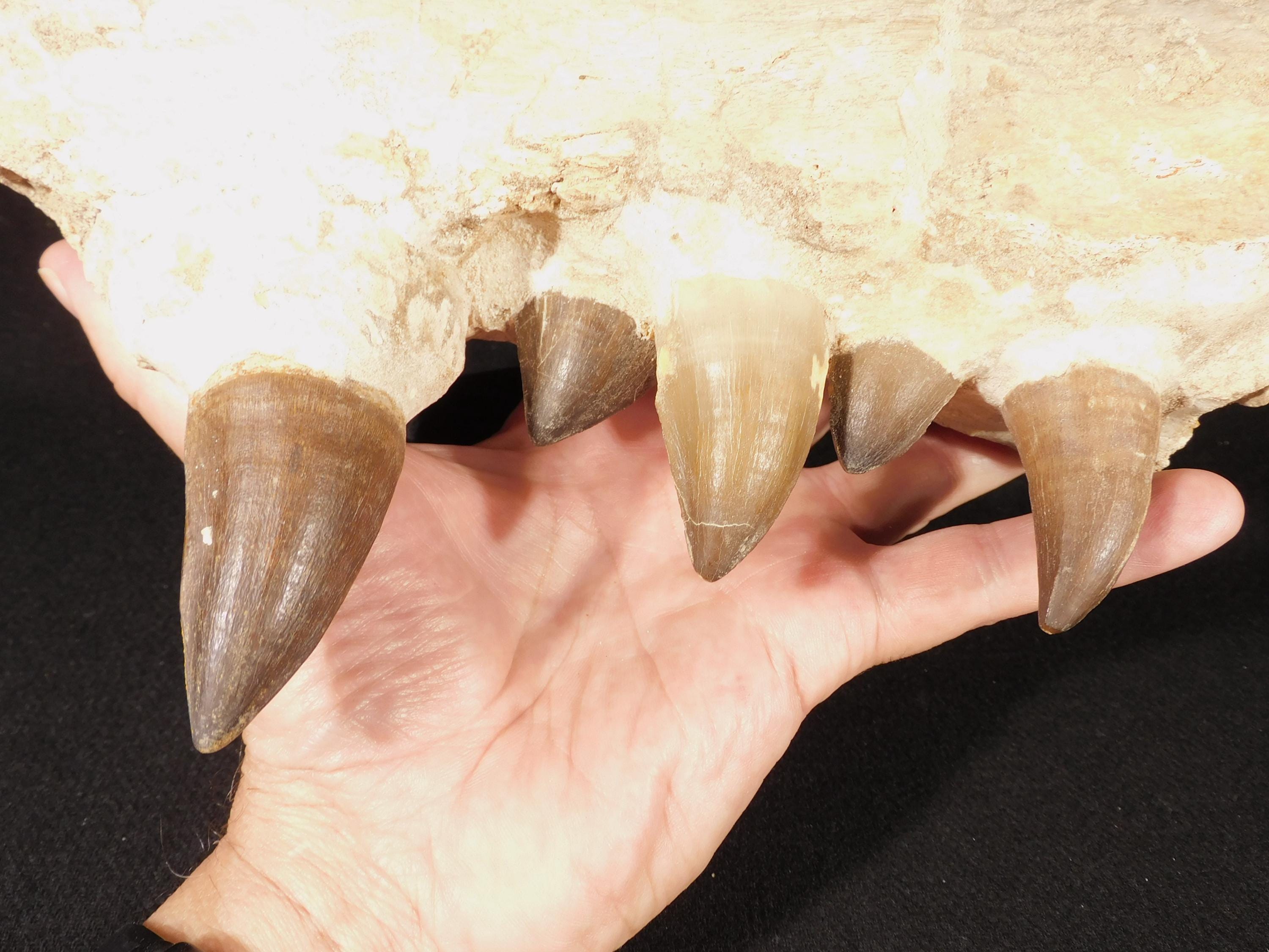 Fossil crocodile teeth - Etsy 日本