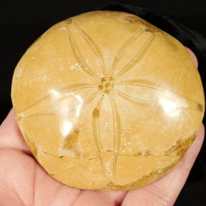 Big! Polished 150 Million Year Old! SAND DOLLAR Fossil Madagascar 183gr