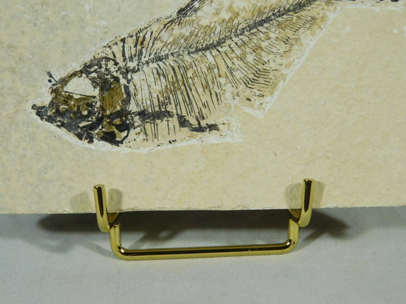 Fossils and More! 1 SMALL Gold Colored Easel Stand for Plates