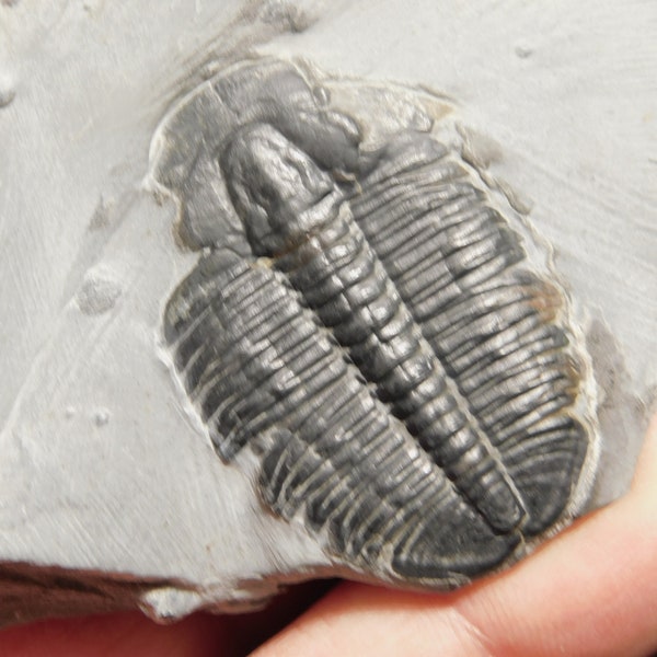 509 Million YEAR Old! Elrathia Trilobite Fossil From Cambrian Utah 191gr *C