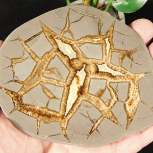 Polished SEPTARIAN Nodule Slab With a NEAT Lightning Like Pattern! Utah 209gr