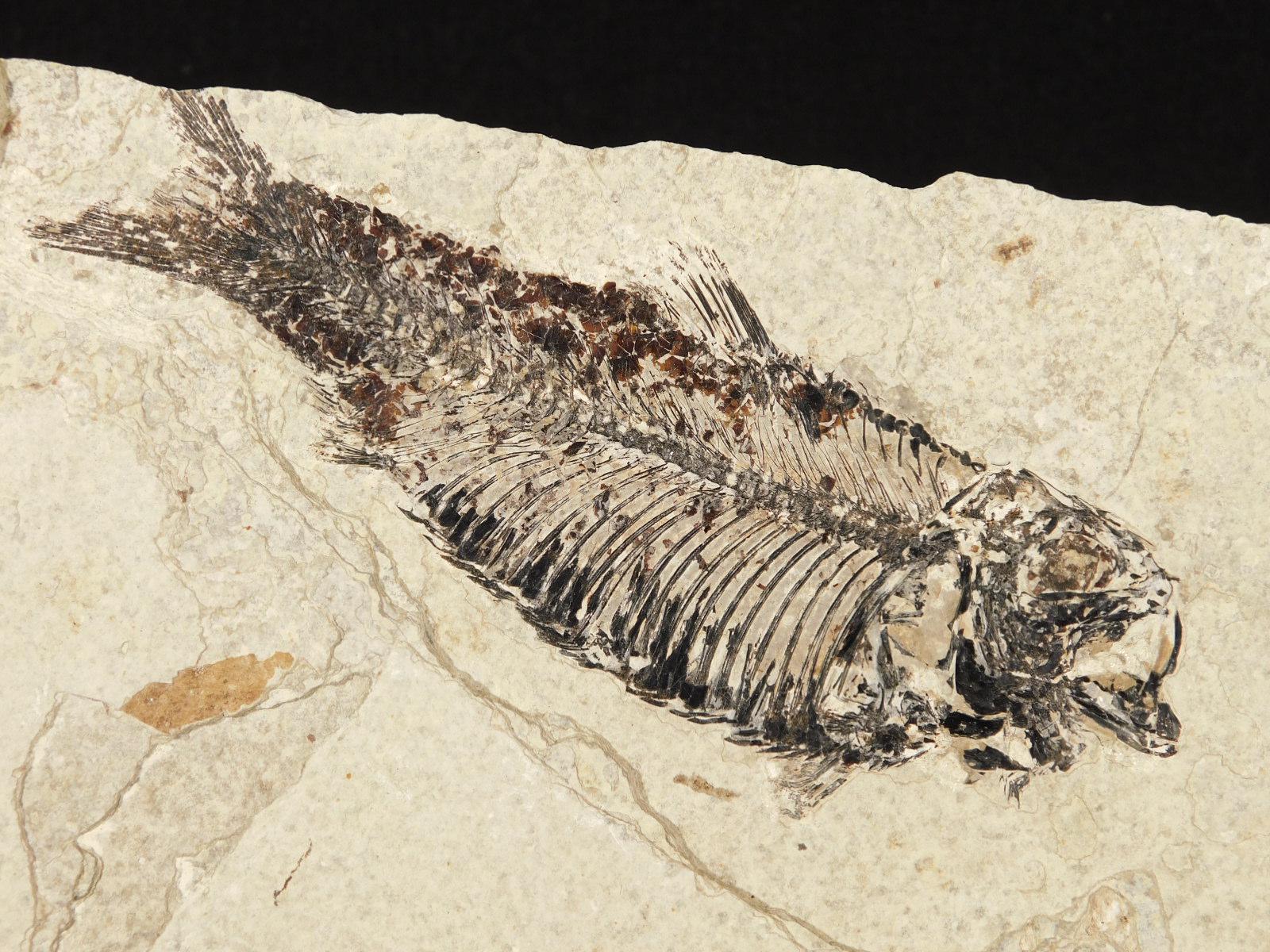 ナイティア　魚の化石　アメリカ　ワイオミング州 産　特大 ナイティア 魚の化石 アメリカ ワイオミング州 産 特大 米国