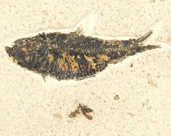 ブラジルのサンタナ層産の魚化石の塊、種（Tharrias araripis）、本物