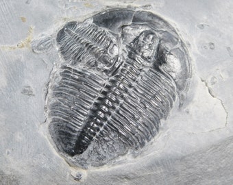 BIG! 509 Million YEAR Old! Elrathia Trilobite Fossil From Utah 647gr *C