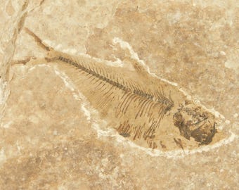 ビッグ！100%天然ディプロミスタス魚化石（両面にマトリックス付き