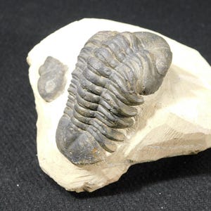 ¡Grande! Fósil de trilobites Phacops de 400 millones de años de antigüedad en matriz 100% natural 599gr