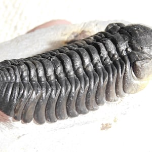 ¡GRANDE! Fósil de trilobites Phacops de 400 millones de años de antigüedad en matriz 100% natural 208gr