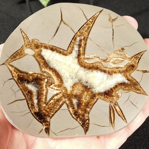 Polished SEPTARIAN Nodule Slab With a Lightning Like Pattern! From Utah 202gr