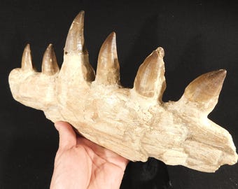 ¡Enorme! Fósil de mandíbula de mosasaurio con seis dientes. Marruecos, 1675 g.