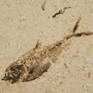 Könnte beinhalten: Ein versteinertes Fischskelett, erhalten in einem hellbeigen Stein. Die Skelettstruktur des Fisches ist detailliert, mit sichtbaren Rippen, Flossen und einem Schwanz. Das Fossil ist ein naturkundliches Exemplar.