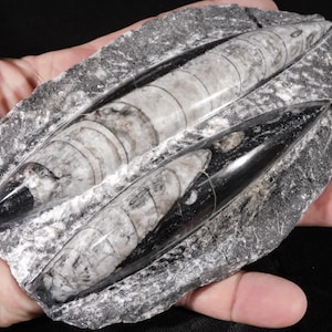May include: Two polished orthoceras fossils embedded in a rough, dark gray limestone matrix. The fossils are elongated, conical, and feature distinct segmented chambers with a smooth, glossy finish in shades of black, white, and gray.