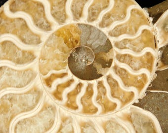 ビッグ！カット・研磨済みAAAクレオニセラスアンモナイト化石