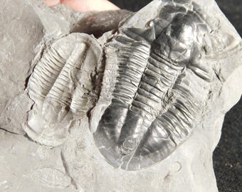 4個セット！アサフィスカス・ウィーレリ三葉虫化石（カンブリア紀ユタ