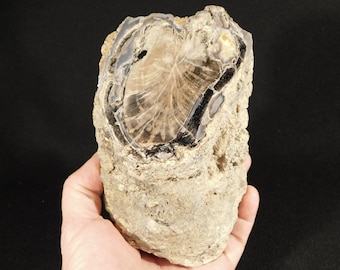 BIG! Highly Agatized BLUE Forest Polished Petrified WOOD Fossil Wyoming! 1661gr