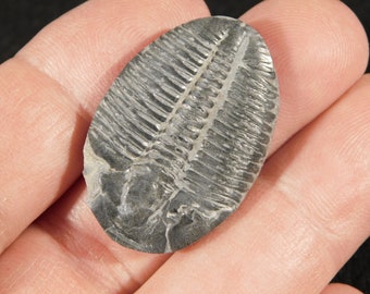 500 miljoen jaar oud! TRILOBIET-fossiel uit Jura-Utah 2.23