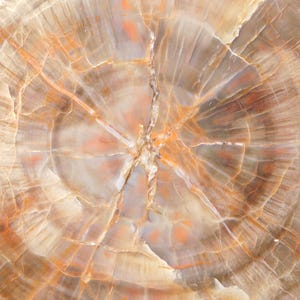 May include: Close-up of a cross-section of petrified wood, showcasing concentric rings and intricate patterns. The wood displays a range of colors, including browns, tans, and hints of orange, with visible cracks and variations in texture. The natural stone has a polished appearance.