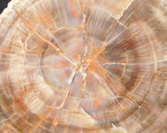大型化！5000万年前のナイティア魚の化石 ワイオミング州産 785グラム