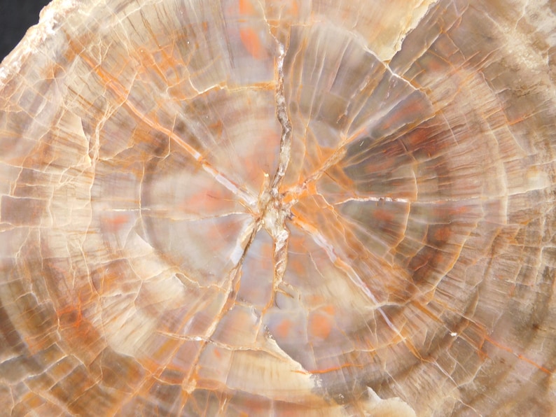 May include: Close-up of a cross-section of petrified wood, showcasing concentric rings and intricate patterns. The wood displays a range of colors, including browns, tans, and hints of orange, with visible cracks and variations in texture. The natural stone has a polished appearance.