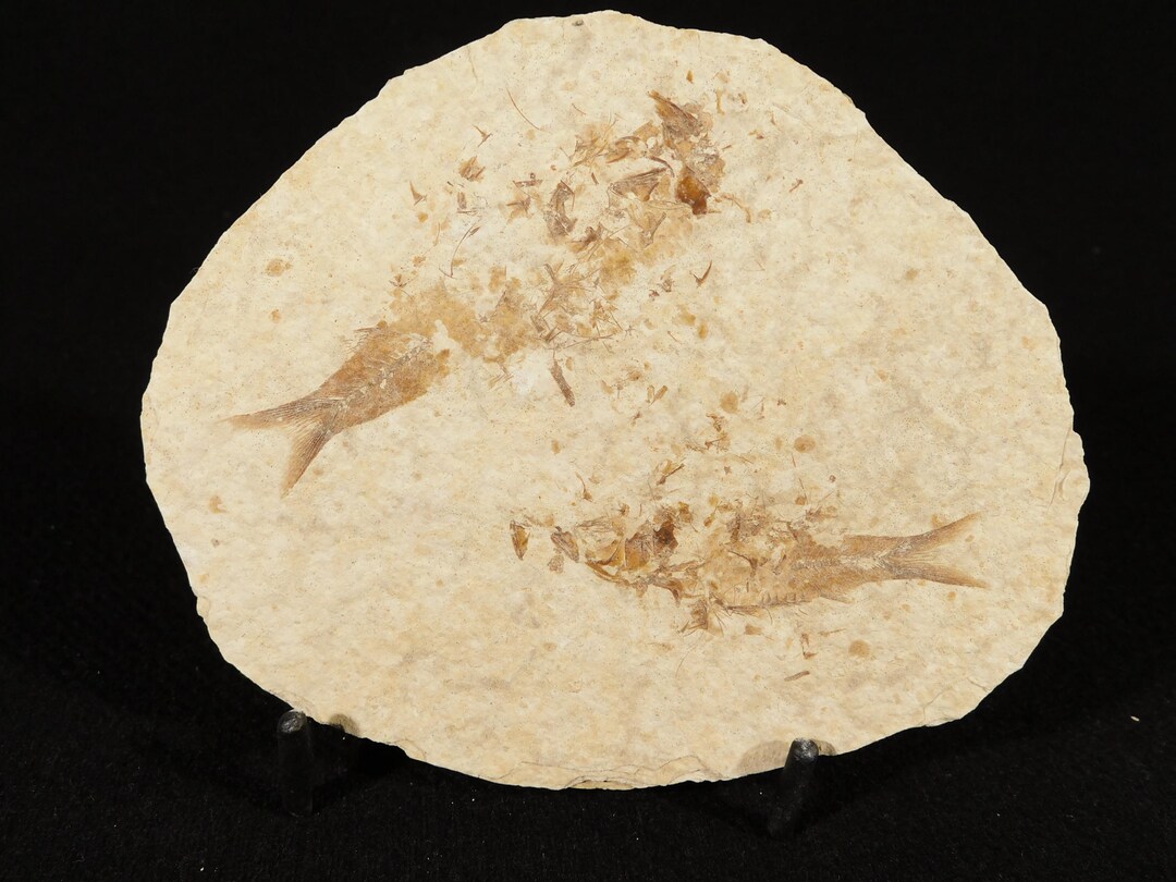TWO! 50 Million Year Old EXPLODED Knightia Fry FISH Fossils From ...