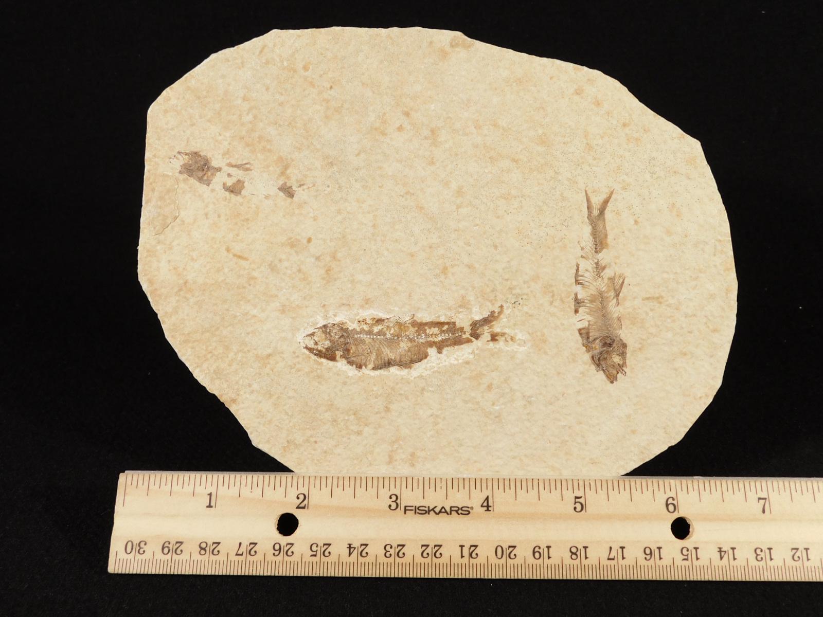 2つ！5000万年前のナイティア稚魚の化石（ワイオミング州産）320グラム