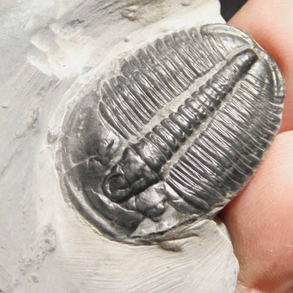 509 Million YEAR Old! Elrathia Trilobite Fossil From Cambrian Utah 252gr *C