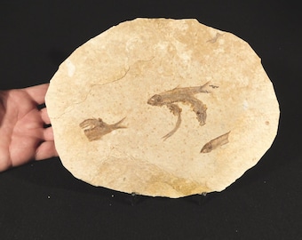 化石　魚 ロックアクアリウムファイブ！ワイオミング産100%天然ナイティア