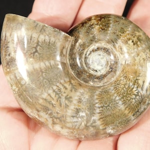 Rare! Unclassified Polished AMMONITE Fossil From Madagascar 88.9gr