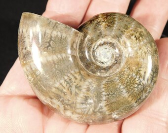 マダガスカル　メナベ産　アンモナイト化石　大サイズ　稀少 マダガスカル産 アンモナイト化石（キャライコセラス）特大