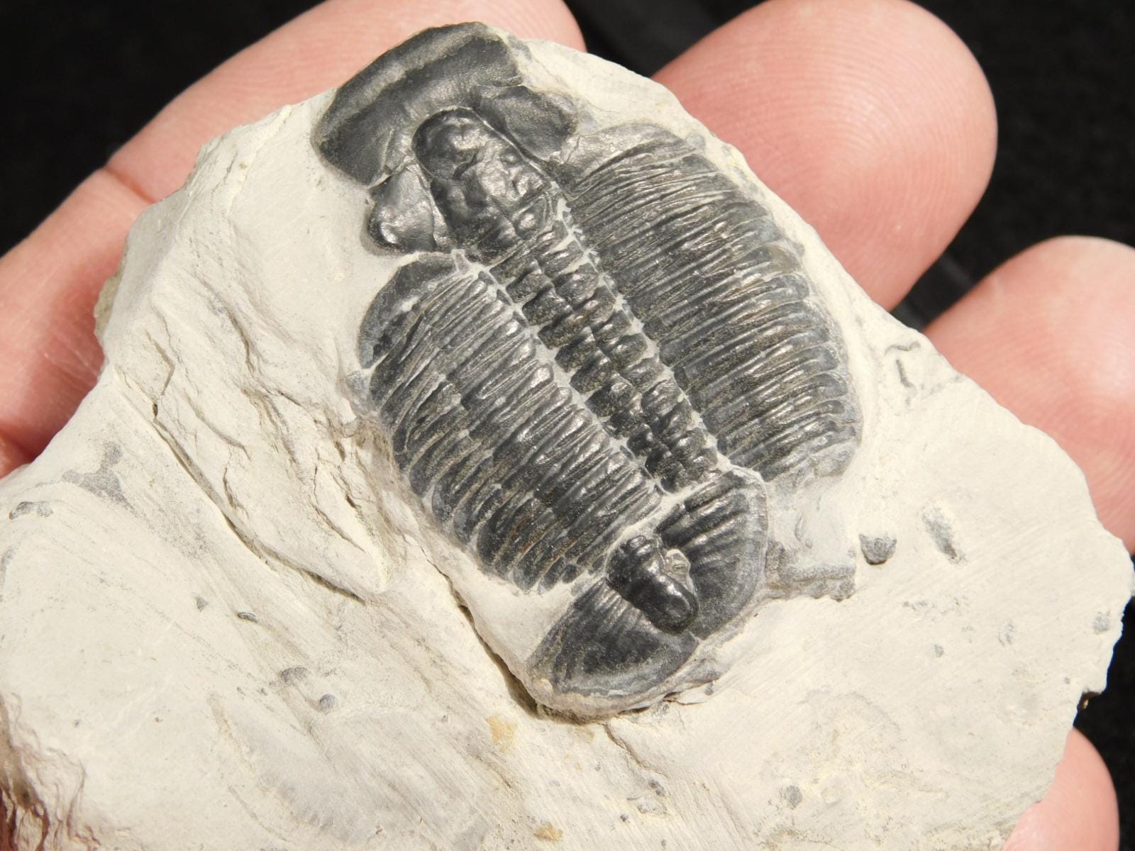 カンブリア紀ユタ州産、天然エルラシア三葉虫化石4個セット（199g