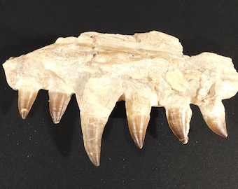 巨大！4億6000万年前！フレキシカリメネ三葉虫化石（モロッコ産、76.8