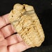 see more listings in the Fossils section