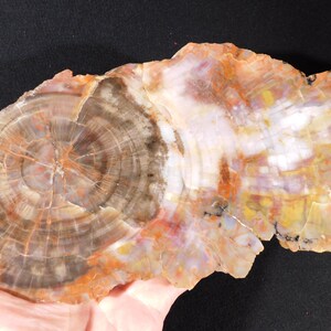 May include: A polished, irregularly shaped piece of petrified wood. The wood displays concentric rings in shades of brown, tan, and orange, with areas of white and yellow. The fossilized wood is held in a hand.