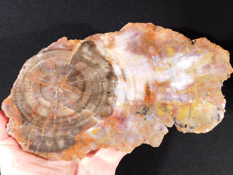 May include: A polished, irregularly shaped piece of petrified wood. The wood displays concentric rings in shades of brown, tan, and orange, with areas of white and yellow. The fossilized wood is held in a hand.