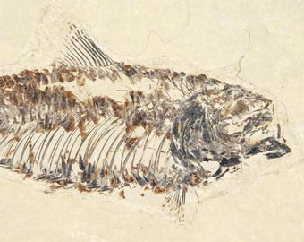 ビッグ！100%天然ディプロミスタス魚化石（両面にマトリックス付き