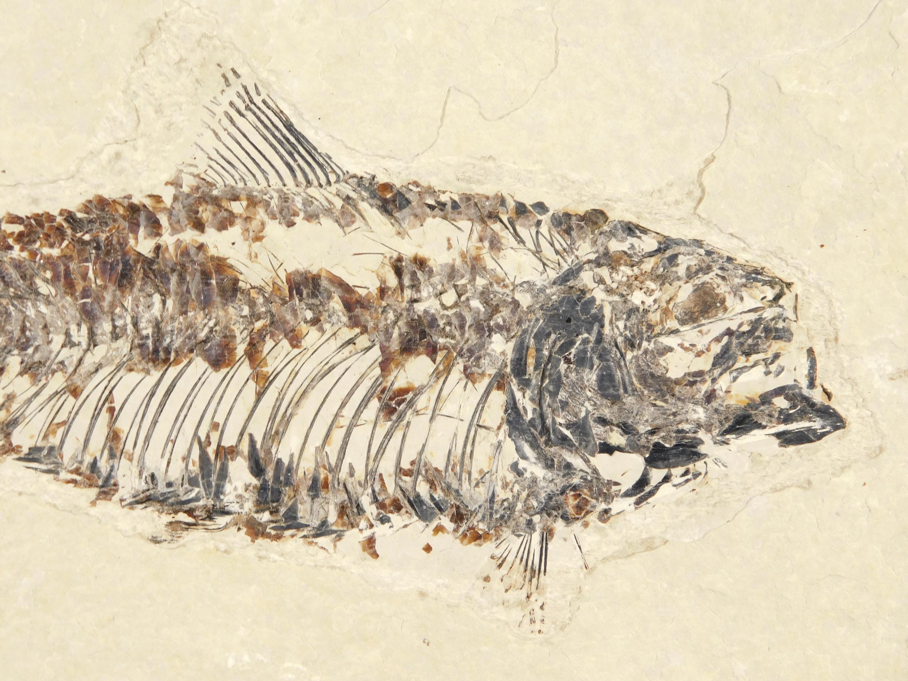 極上の骨！5000万年前のナイティア魚の化石（台座付き、ワイオミング州