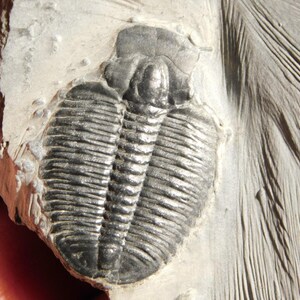 5億900万年前！カンブリア紀ユタ州産エルラシア三葉虫化石 144グラム