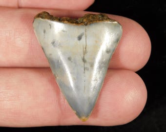 May include: A fossilized shark tooth with a smooth, triangular, light gray and white enamel surface featuring dark gray mottled spots and a vertical crack, topped with a textured, brown, jagged root section at the base.