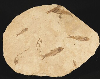 ロックアクアリウムセブン！5000万年前のナイティア魚の化石