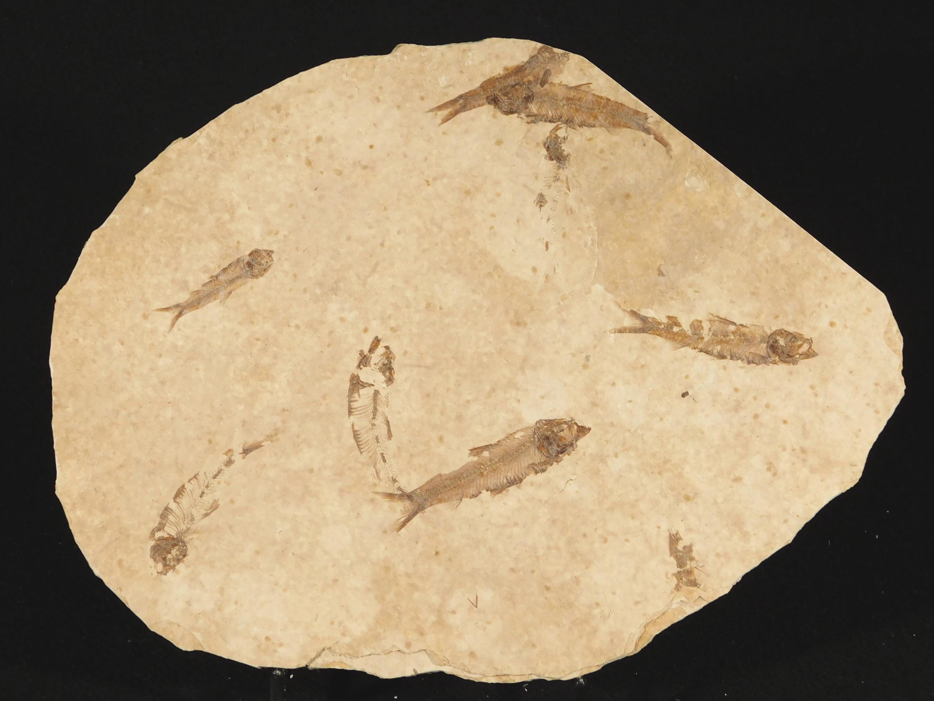 ロックアクアリウムセブン！5000万年前のナイティア魚の化石