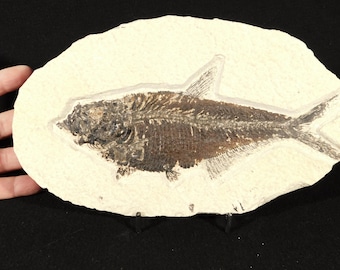 X線骨！大型で天然のディプロミスタス魚化石 ワイオミング州産 623g