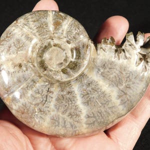 Groß! Poliertes AMMONIT Fossil mit Ständer! Aus Madagaskar 409gr