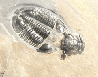 6個セット！100%天然のエルラシア三葉虫化石（カンブリア紀ユタ州産