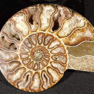 Puede incluir: Un esp&eacute;cimen de f&oacute;sil de ammonite pulido que presenta una estructura de concha en espiral con segmentos complejos y tabicados. El f&oacute;sil muestra tonos marrones terrosos, vetas minerales blancas y cavidades cristalinas huecas en las c&aacute;maras.