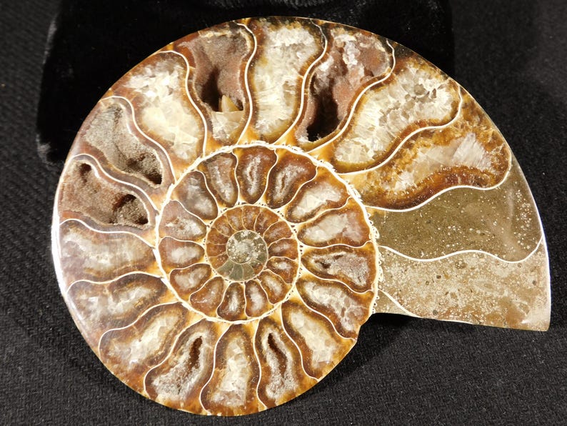 Puede incluir: Un esp&eacute;cimen de f&oacute;sil de ammonite pulido que presenta una estructura de concha en espiral con segmentos complejos y tabicados. El f&oacute;sil muestra tonos marrones terrosos, vetas minerales blancas y cavidades cristalinas huecas en las c&aacute;maras.