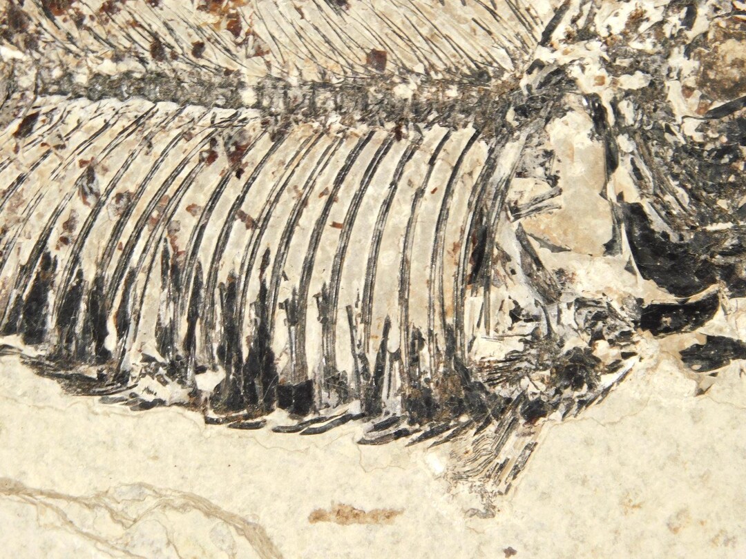 ナイティア　化石 横幅がワイドで見応えあります。約5000万年前の魚化石ナイティア